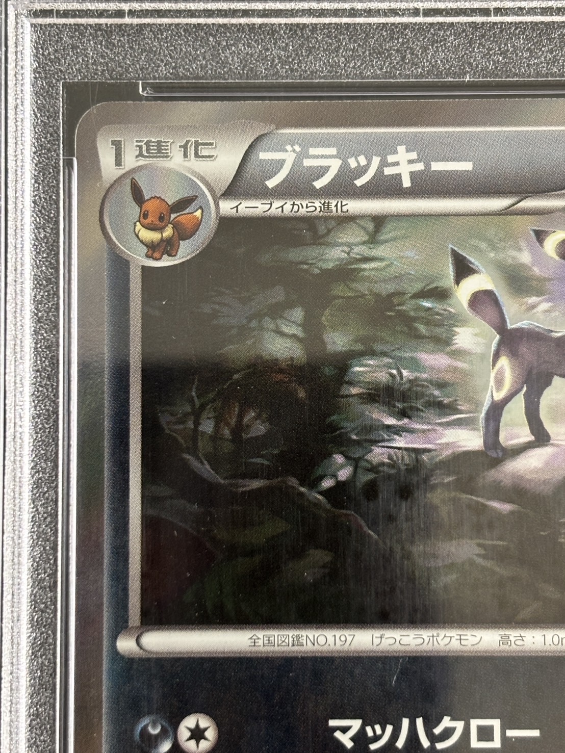 【鑑定済み：PSA10】ブラッキー(ブラッキーナイトバトル優勝プロモ)(140/XY-P)【PROMO】